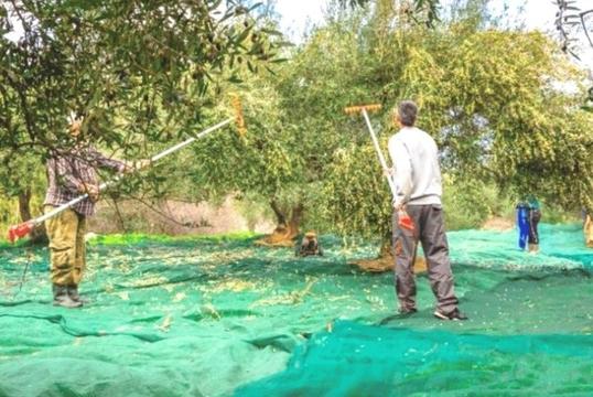Ανθεκτικό Δίχτυ 4x15m Ιδανικό για τη Συγκομιδή Ελιάς!